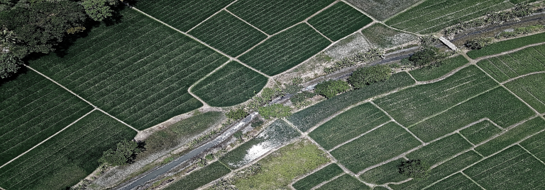 çim, bitki, dış mekan, yeşil içeren bir resim Açıklama otomatik olarak oluşturuldu